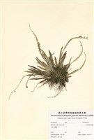 藏品(二裂唇莪白蘭)的圖片